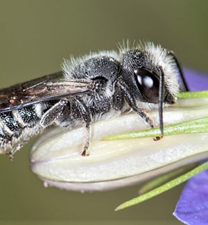 Megachile-campanulae