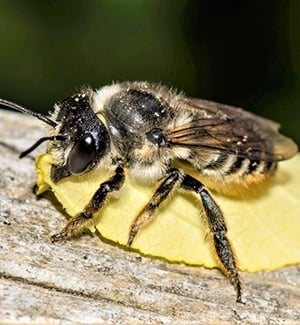 Megachile frigida