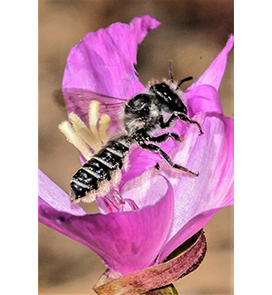 Megachile montivaga