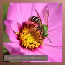 Agapostemon virescens