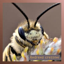 Andrena cressoni