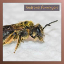 Andrena fenningeri