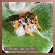 Anthidium manicatum