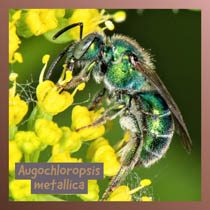 Augochloropsis metallica