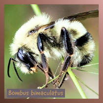 Bombus bimaculatus