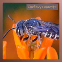 Coelioxys moesta