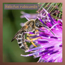 Halictus Rubicundis