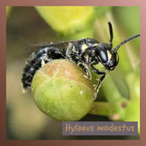 Hylaeus modestus