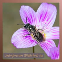 Lasioglossum Dialictus