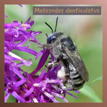 Melissodes denticulatus