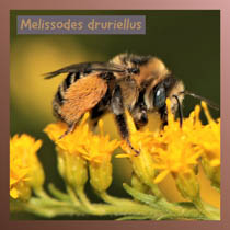 Melissodes druriellus