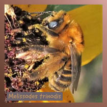 Melissodes trinodis