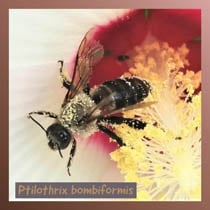 Ptilothrix bombiformis