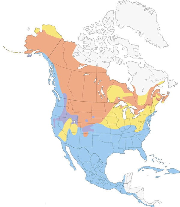 American Wigeon map