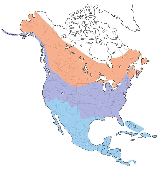 Belted Kingfisher map