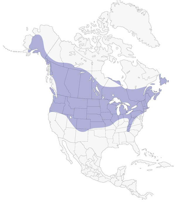 Black-capped Chickadee map