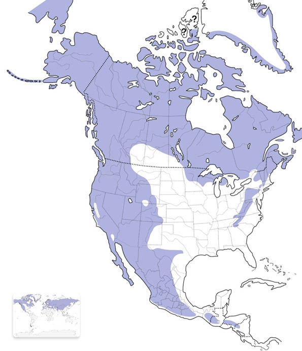 Common Raven map