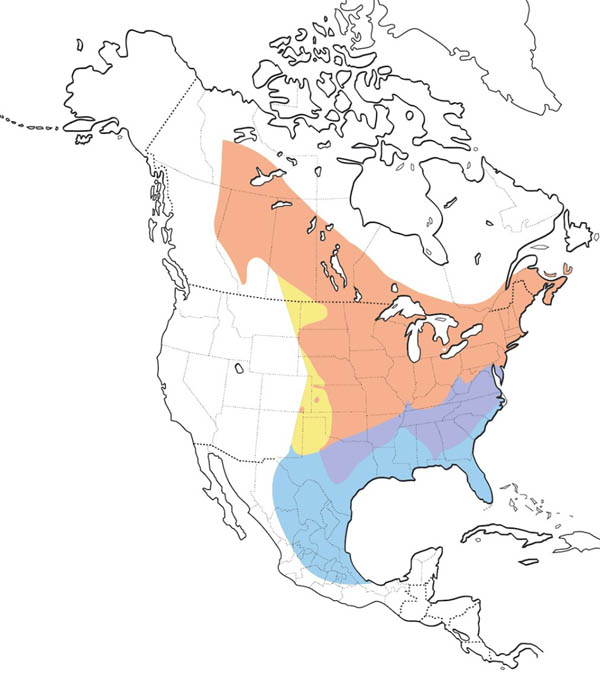 Eastern Phoebe map