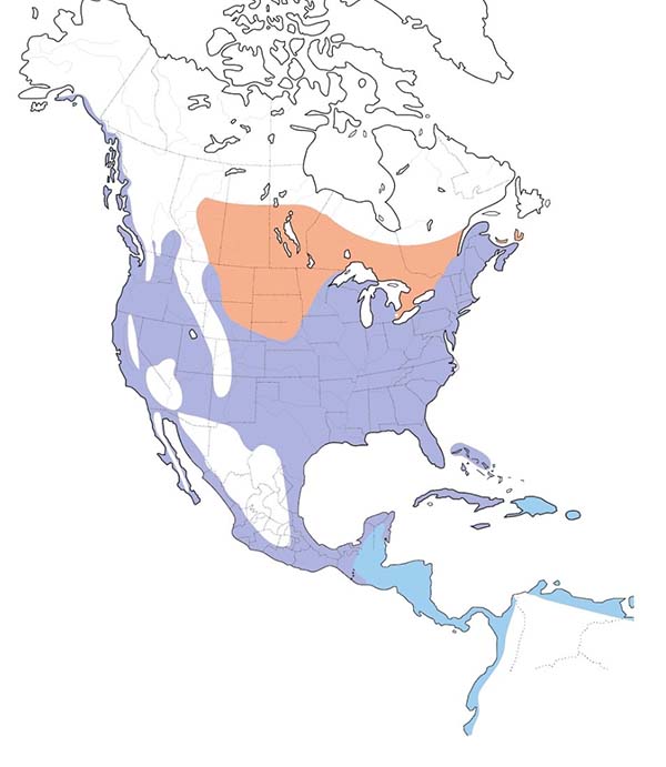 Great Blue Heron map