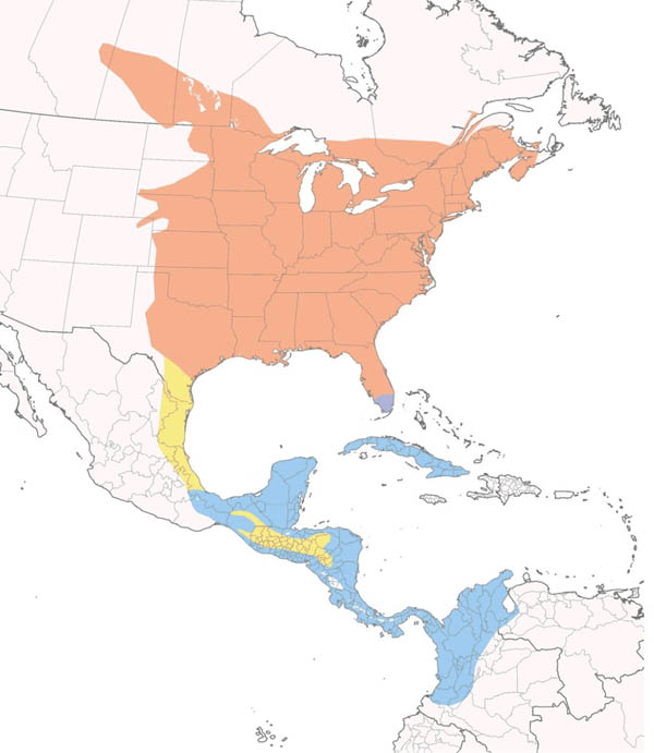 Great Crested Flycatcher map