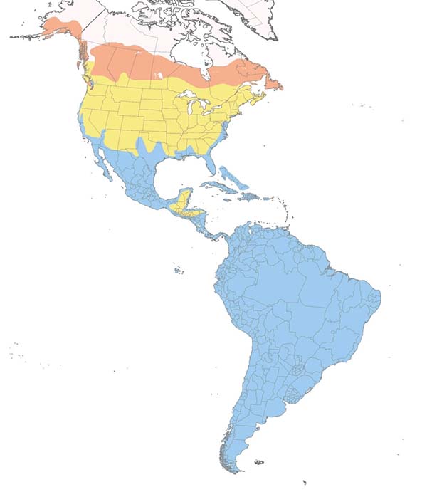 Greater Yellowlegs map