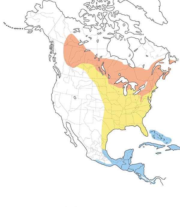 Magnolia Warbler map