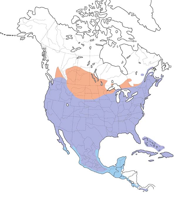 Mourning Dove map