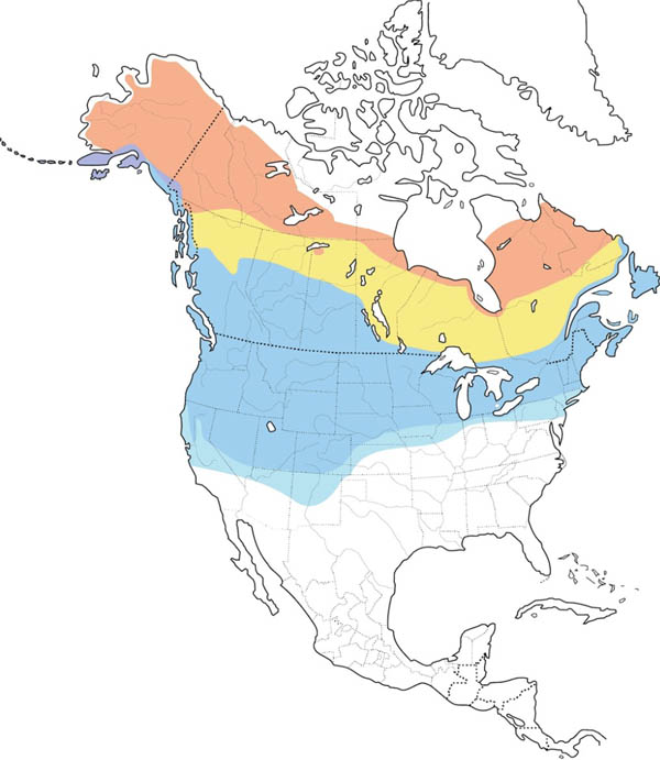 Northern Shrike map