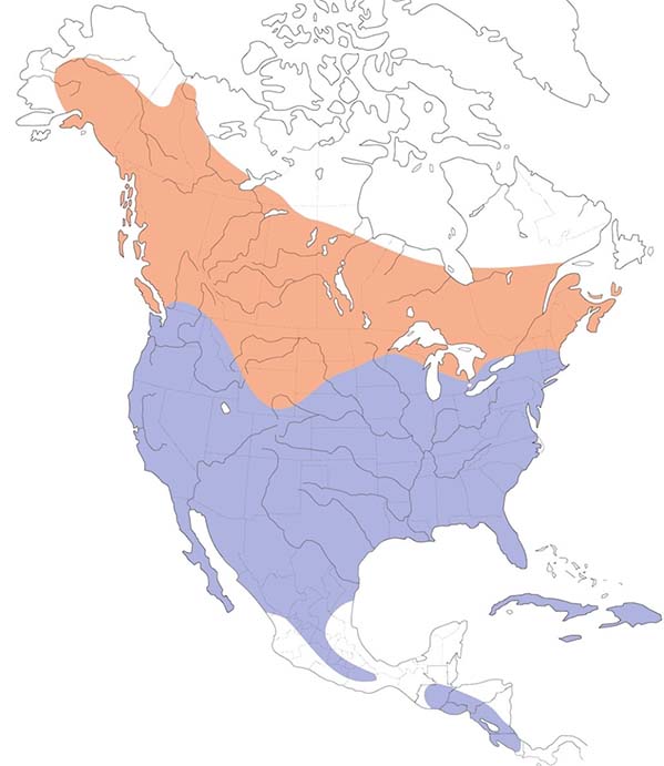 Red-tailed Hawk map