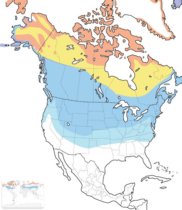 Snow Bunting map