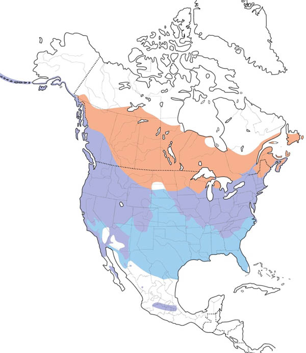 Song Sparrow map