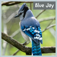 Fly-In Window Ornament Blue Jay Window Magnet The Clark Collection 