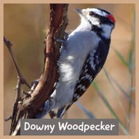 Clark Collection Downy Woodpecker Window Magnet